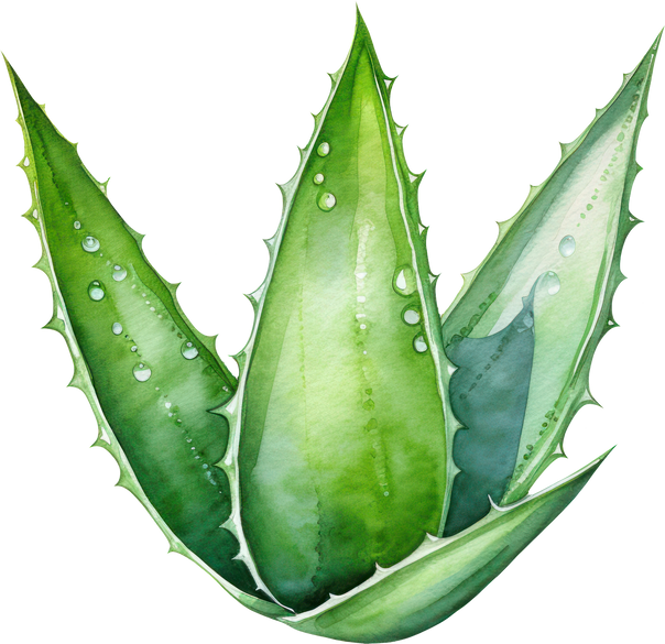 Aloe Vera Plant Watercolor Illustration