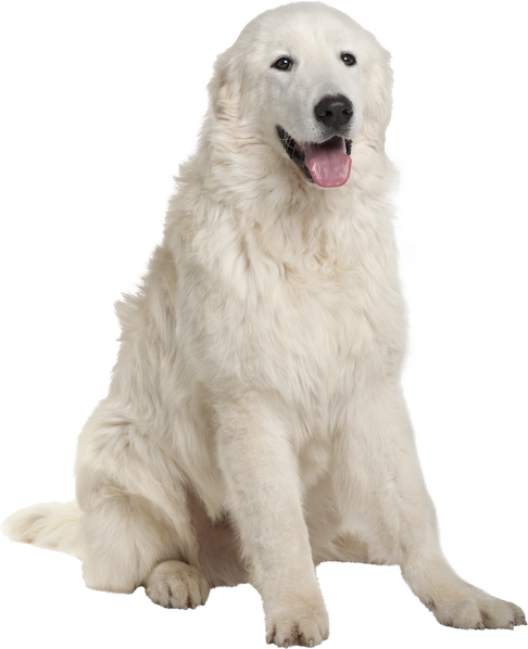 Maremma Sheepdog, 7 Months Old