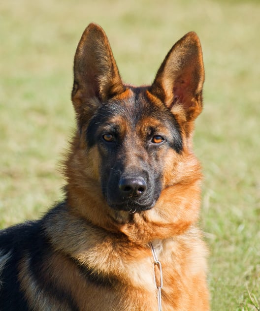 German shepard dog