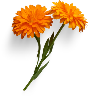 Orange Calendula flower